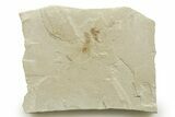 Eocene Fossil Cricket and Snout Beetle - Green River Formation #368752-1
